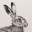 brown hare drawing